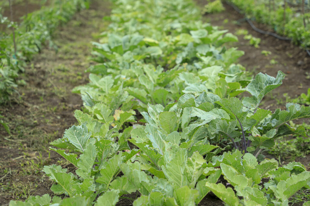 agro